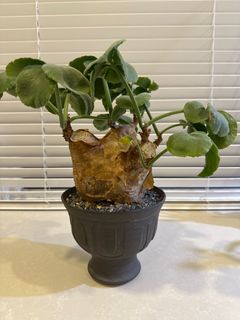 （分類：）位於 。 由 strenua 提交（商品編號 1405637958，圖片 1）。簡介： 。