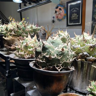 （分類：）位於 。 由 just_grow 提交（商品編號 1405587940，圖片 1）。簡介： 。