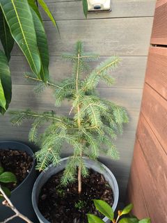 （分類：）位於 。 由 kykho 提交（商品編號 1405616002，圖片 1）。簡介： 。