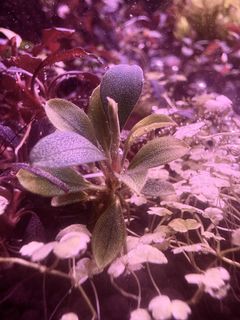 (Category: ) located in . Submitted by zenaquatics (Listing ID 1405689092, Image 1). Description: .