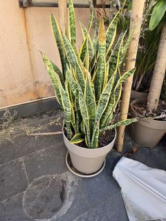 （分類：）位於 。 由 kathamuller 提交（商品編號 1405688450，圖片 1）。簡介： 。