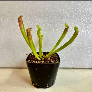 (Category: ) located in . Submitted by midnight_garden (Listing ID 1405600132, Image 1). Description: .