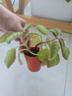 (Category: ) located in . Submitted by all4garden (Listing ID 1405715458, Image 1). Description: .