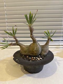 （分類：）位於 。 由 strenua 提交（商品編號 1405814177，圖片 1）。簡介： 。