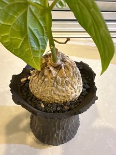 （分類：）位於 。 由 strenua 提交（商品編號 1405821443，圖片 1）。簡介： 。