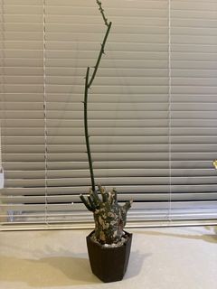 （分類：）位於 。 由 strenua 提交（商品編號 1405821021，圖片 1）。簡介： 。