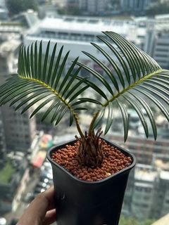 （分類：）位於 。 由 hujang 提交（商品編號 1405725839，圖片 1）。簡介： 。