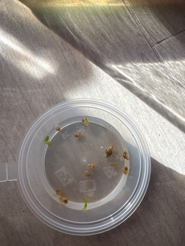 Bladder Snails (Category: Pet Food) located in Singapore. Submitted by april99 (Listing ID 1405828149, Image 1). Description: - Live, healthy bladder snails - Clear plastic container included - Perfect for small aquariums or terrariums 10 for $2.