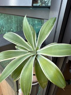 （分類：）位於 。 由 SukiPlantStore2022 提交（商品編號 1405768361，圖片 1）。簡介： 。