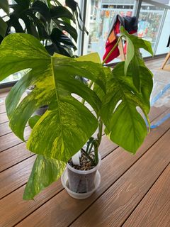 Anthurium Andean Moon, Furniture & Home Living, Gardening, Plants & Seeds  on Carousell