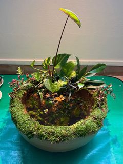 (Category: ) located in . Submitted by scapepot (Listing ID 1405905957, Image 1). Description: .