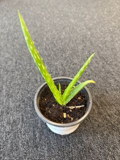 （分類：）位於 。 由 wong_59 提交（商品編號 1405918778，圖片 1）。簡介： 。