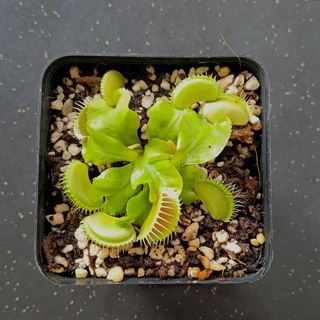 (Category: ) located in . Submitted by midnight_garden (Listing ID 1279331014, Image 1). Description: .