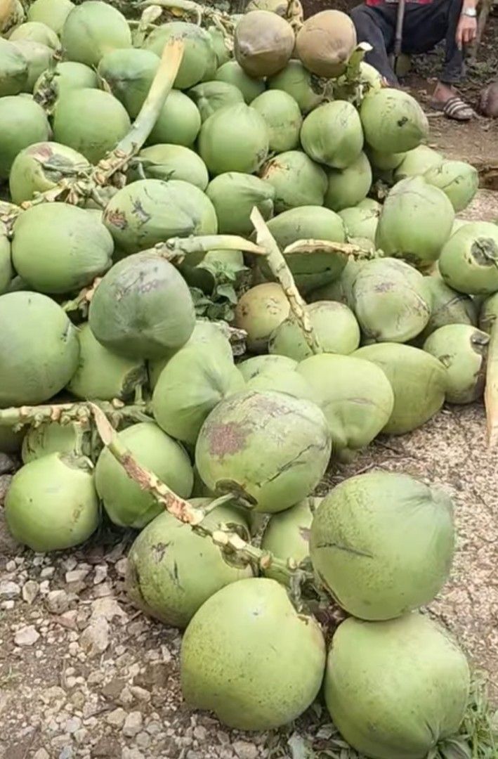 Buko Fresh Young Coconuts (Category: Everything Else Others) located in Cavite. Submitted by camiya (Listing ID 1406123977, Image 2). Description: - Freshly harvested young coconuts - Ideal for refreshing drinks or healthy snacks - available for bulk order only - Green in color and of good quality - Great for parties or personal use -Free shipping cavite area only.