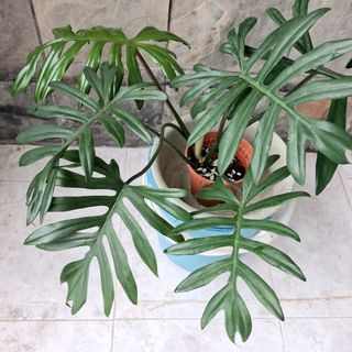 (Category: ) located in . Submitted by sellmyextra (Listing ID 1406117691, Image 1). Description: .