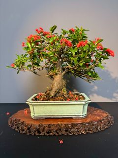 (Category: ) located in . Submitted by plants_plants (Listing ID 1406455913, Image 1). Description: .