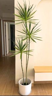 (Category: ) located in . Submitted by xhris111 (Listing ID 1406344625, Image 1). Description: .