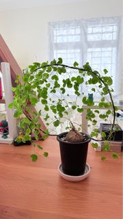 （分類：）位於 。 由 hapo_833 提交（商品編號 1406522560，圖片 1）。簡介： 。