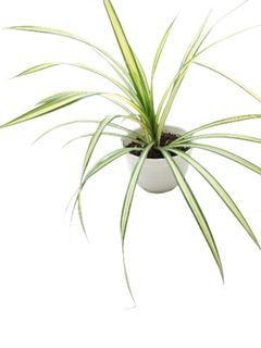 Beautify Your Space With  House PLANTS  Collection item 3