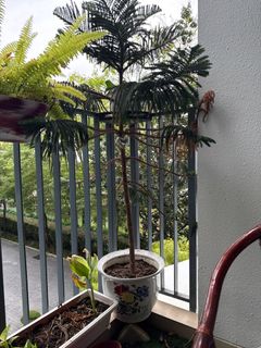 (Category: ) located in . Submitted by pankajt (Listing ID 1406555902, Image 1). Description: .