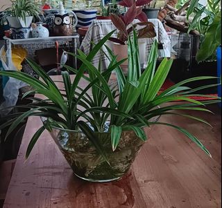 (Category: ) located in . Submitted by tengreen (Listing ID 1406543986, Image 1). Description: .
