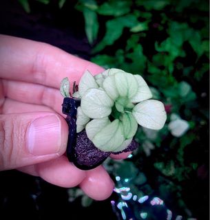 (Category: ) located in . Submitted by nativeforest9 (Listing ID 1406795531, Image 1). Description: .