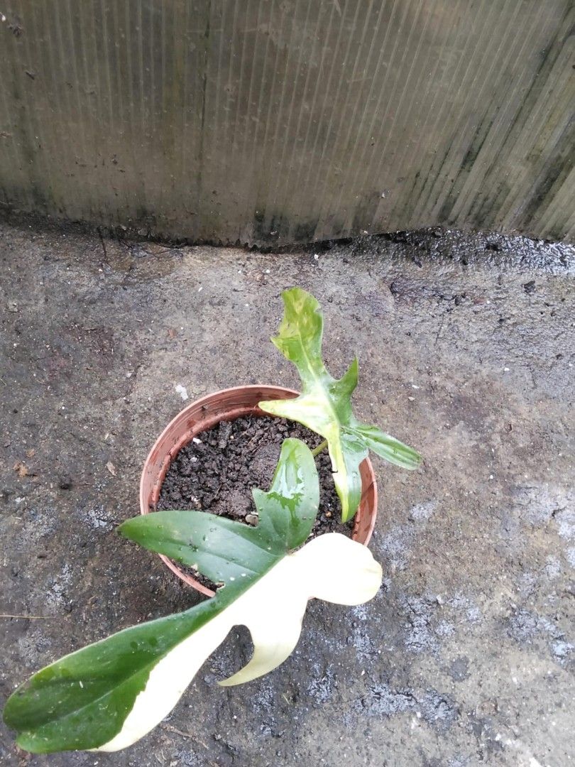 Philodendron Florida Beauty (Category: Plants & Seeds) located in Bacoor. Submitted by boldwind.9da539 (Listing ID 1406734678, Image 3). Description: Price starts at P450 Loc: Molino Bacoor Cavite Other Lalamove pick up location (by schedule) - Alabang Town Center MOP: Gcash | online bank transfer.