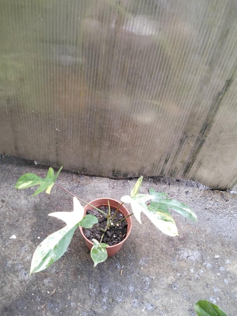 Philodendron Florida Beauty (Category: Plants & Seeds) located in Bacoor. Submitted by boldwind.9da539 (Listing ID 1406734678, Image 2). Description: Price starts at P450 Loc: Molino Bacoor Cavite Other Lalamove pick up location (by schedule) - Alabang Town Center MOP: Gcash | online bank transfer.