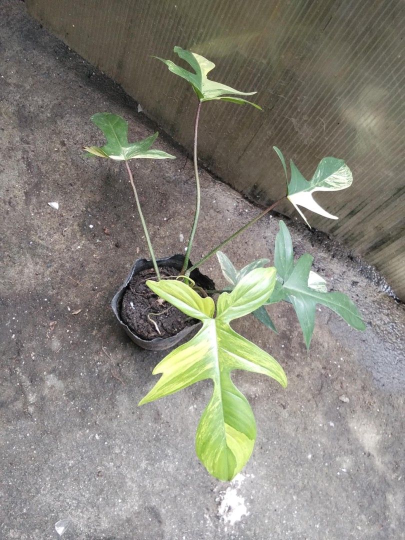 Philodendron Florida Beauty (Category: Plants & Seeds) located in Bacoor. Submitted by boldwind.9da539 (Listing ID 1406734678, Image 1). Description: Price starts at P450 Loc: Molino Bacoor Cavite Other Lalamove pick up location (by schedule) - Alabang Town Center MOP: Gcash | online bank transfer.