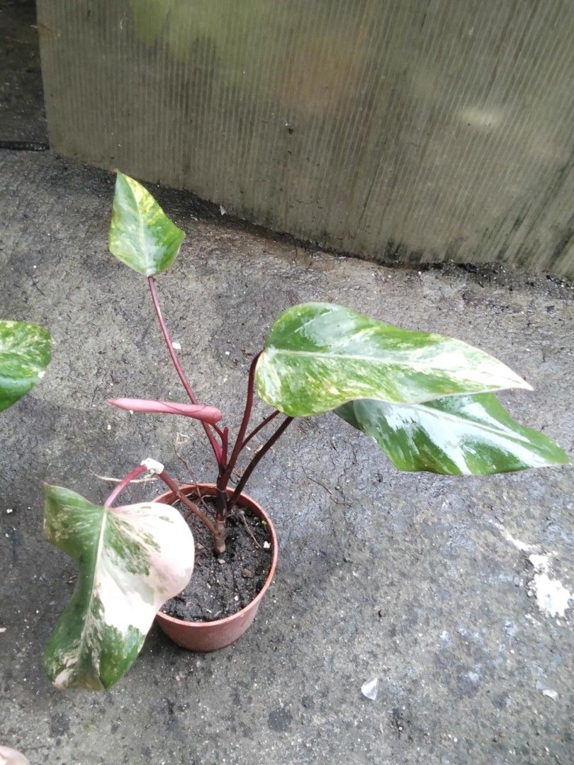 Philodendron Strawberry Shake (Category: Plants & Seeds) located in Bacoor. Submitted by boldwind.9da539 (Listing ID 1406733942, Image 2). Description: Price starts at P300 Loc: Molino Bacoor Cavite Other Lalamove pick up location (by schedule) - Alabang Town Center MOP: Gcash | online bank transfer.