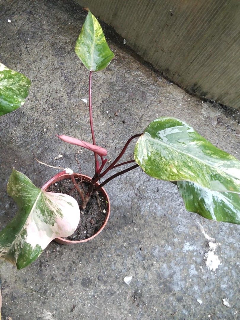 Philodendron Strawberry Shake (Category: Plants & Seeds) located in Bacoor. Submitted by boldwind.9da539 (Listing ID 1406733942, Image 1). Description: Price starts at P300 Loc: Molino Bacoor Cavite Other Lalamove pick up location (by schedule) - Alabang Town Center MOP: Gcash | online bank transfer.
