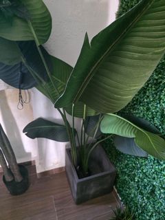 (Category: ) located in . Submitted by johnjohnnybadapa (Listing ID 1406846717, Image 1). Description: .