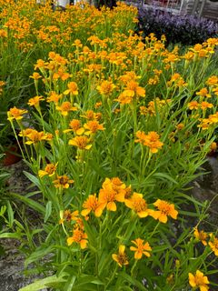 (Category: ) located in . Submitted by gardenfunfarm (Listing ID 1406831439, Image 1). Description: .