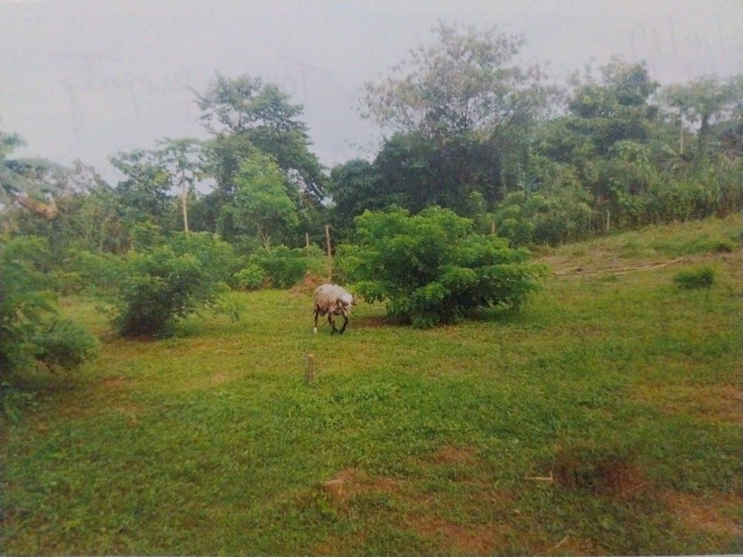 Tanay Farm For Lease (Category: Lot) located in Paranaque City. Submitted by thrum (Listing ID 1406914543, Image 1). Description: FOR LEASE: Tanay Farm 5 hectares 1,500/sqm 2 years deposit, 2 years rent For More Info, pls Contact: Mrs. Ramos 09053459015.