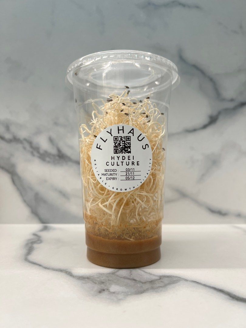 🪰 Hydei Fruit Fly Culture (Large Flightless Fruit Flies) (Category: Pet Food) located in Singapore. Submitted by flyhaus (Listing ID 1400182809, Image 2). Description: Looking for reliable, nutritious feeders for your spiders, mantises, frogs, lizards or fishes? FlyHaus Drosophila Hydei are large, flightless fruit flies — easy to handle, escape-proof, and packed with nutrition for your pets! ⸻ 🧬 Powered by FlyHaus Supermix™ Our in-house premium