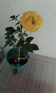(Category: ) located in . Submitted by fairflowers (Listing ID 1402037567, Image 1). Description: .
