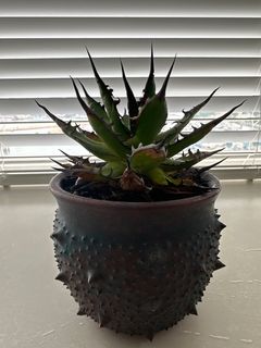 （分類：）位於 。 由 strenua 提交（商品編號 1407032975，圖片 1）。簡介： 。