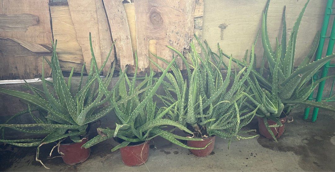 Aloe Vera Plants in Pots (Category: Plants & Seeds) located in Taguig. Submitted by sshyn_08 (Listing ID 1407153216, Image 2). Description: - Healthy aloe vera plants - Individual terracotta pots - Well-established plants with multiple leaves - Easy to care for - Perfect for home or garden - Great for medicinal purposes.