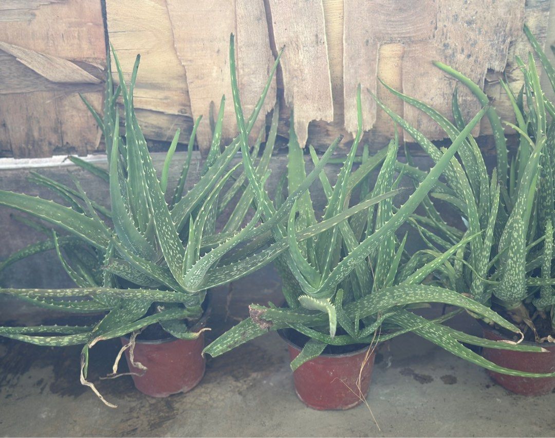 Aloe Vera Plants in Pots (Category: Plants & Seeds) located in Taguig. Submitted by sshyn_08 (Listing ID 1407153216, Image 1). Description: - Healthy aloe vera plants - Individual terracotta pots - Well-established plants with multiple leaves - Easy to care for - Perfect for home or garden - Great for medicinal purposes.