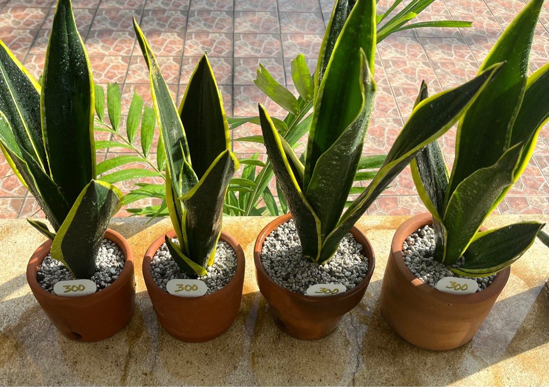 Black Gold Snake Plant (Category: Plants & Seeds) located in Marikina City. Submitted by crewstuff (Listing ID 1407074384, Image 1). Description: ₱300 each pot.