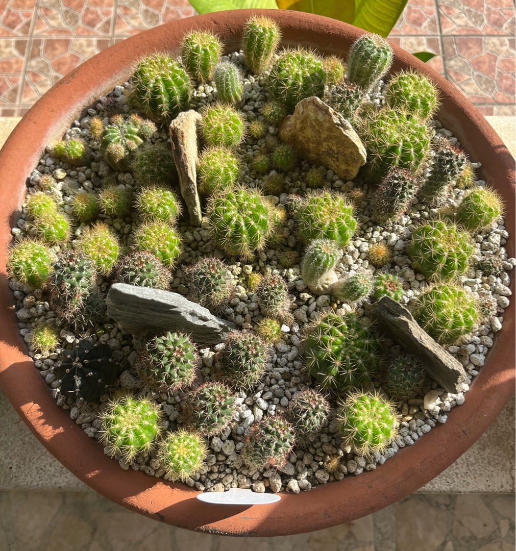 Cactus in a Dish plant (Category: Plants & Seeds) located in Marikina City. Submitted by crewstuff (Listing ID 1407074059, Image 1). Description: .