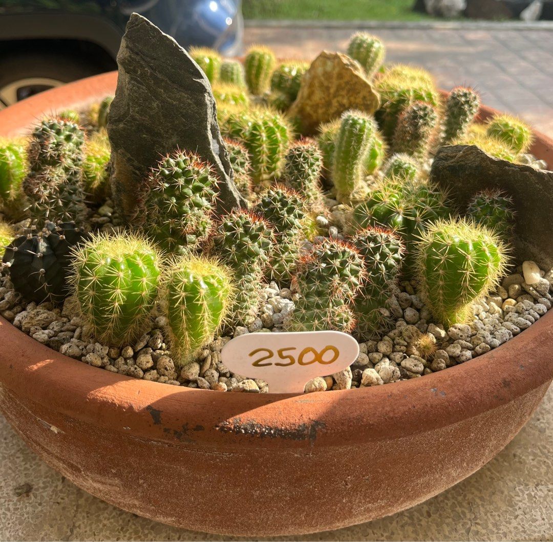 Cactus in a Dish plant (Category: Plants & Seeds) located in Marikina City. Submitted by crewstuff (Listing ID 1407074059, Image 2). Description: .