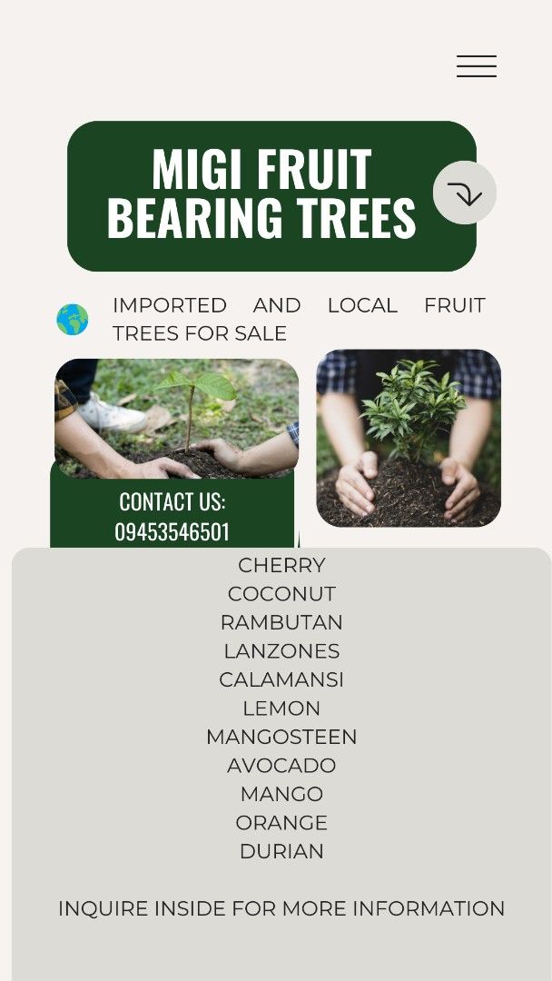 Calamansi Grafted Fruit Bearing Trees (Category: Plants & Seeds) located in Manila. Submitted by gerkeith28413 (Listing ID 1407070698, Image 3). Description: grafted calamansi Fruit Bearing trees.