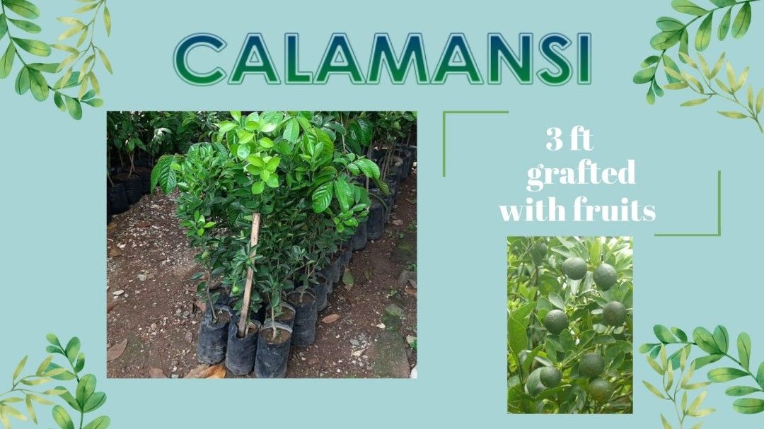Calamansi Grafted Fruit Bearing Trees (Category: Plants & Seeds) located in Manila. Submitted by gerkeith28413 (Listing ID 1407070698, Image 2). Description: grafted calamansi Fruit Bearing trees.