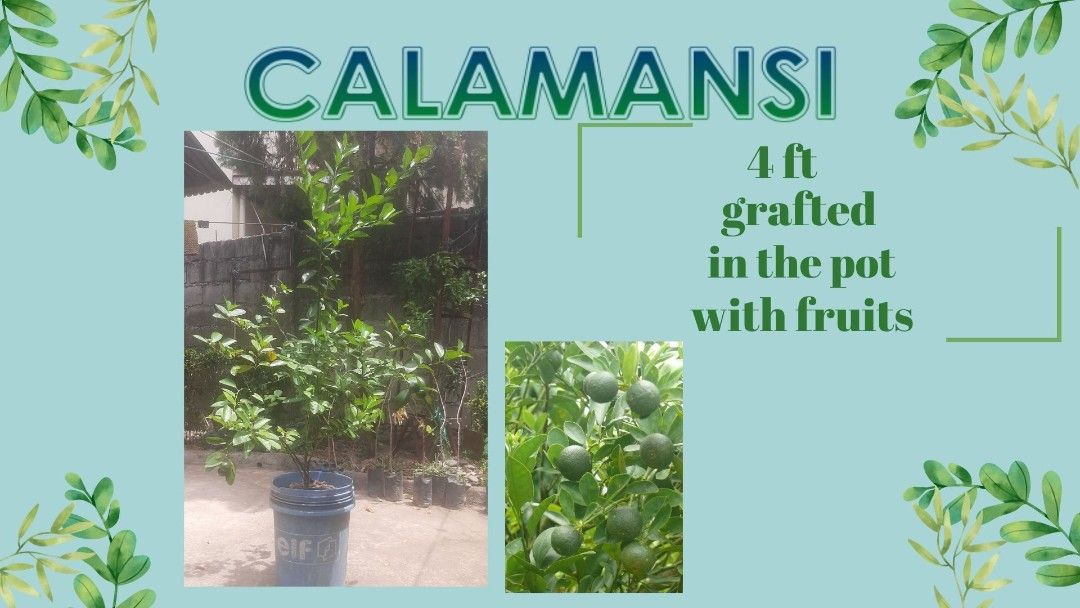 Calamansi Grafted Fruit Bearing Trees (Category: Plants & Seeds) located in Manila. Submitted by gerkeith28413 (Listing ID 1407070698, Image 1). Description: grafted calamansi Fruit Bearing trees.