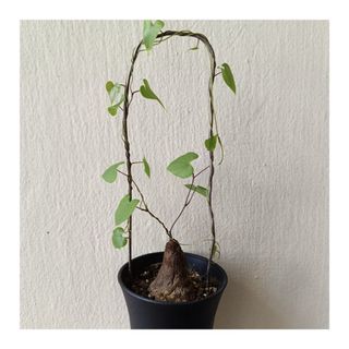 (Category: ) located in . Submitted by HomeGreenery (Listing ID 1407086498, Image 1). Description: .