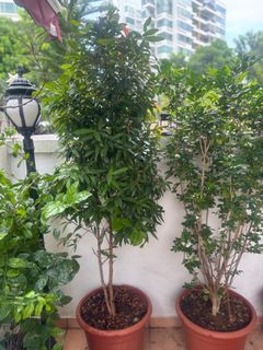 (Category: ) located in . Submitted by ramyakannan (Listing ID 1407013059, Image 1). Description: .