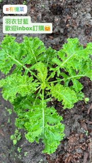 （分類：）位於 。 由 _delightgarden 提交（商品編號 1407001980，圖片 1）。簡介： 。