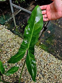 (Category: ) located in . Submitted by plantedbydan (Listing ID 1407040825, Image 1). Description: .