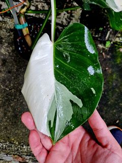 (Category: ) located in . Submitted by plantedbydan (Listing ID 1407037053, Image 1). Description: .